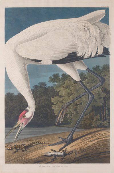 Gru Che Fiscia, 1834 da John James Audubon