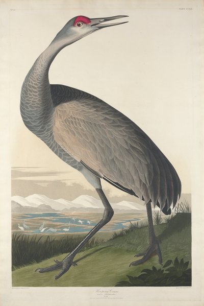 Gru Che Fiscia, 1835 da John James Audubon