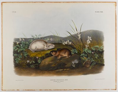 Lemming della Baia di Hudson da John James Audubon