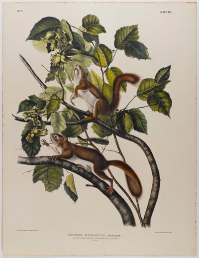 Scoiattolo della Baia di Hudson da John James Audubon