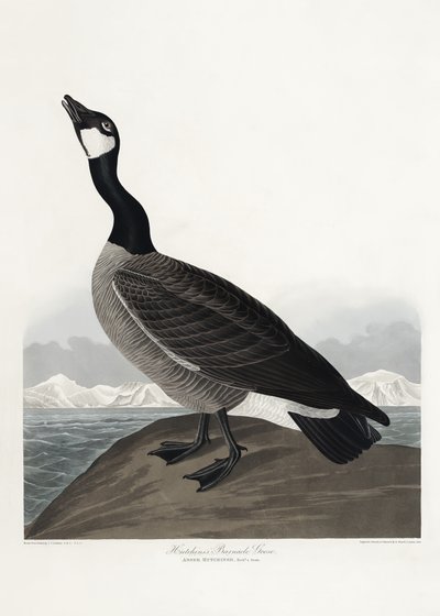  da John James Audubon