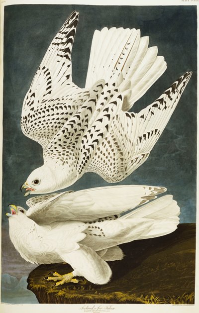 Falco Pellegrino Islandese o Jer Falcon da John James Audubon