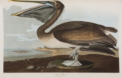 Illustrazione da 