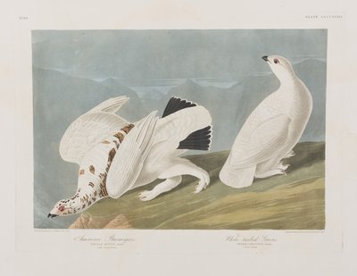 Illustrazione da 