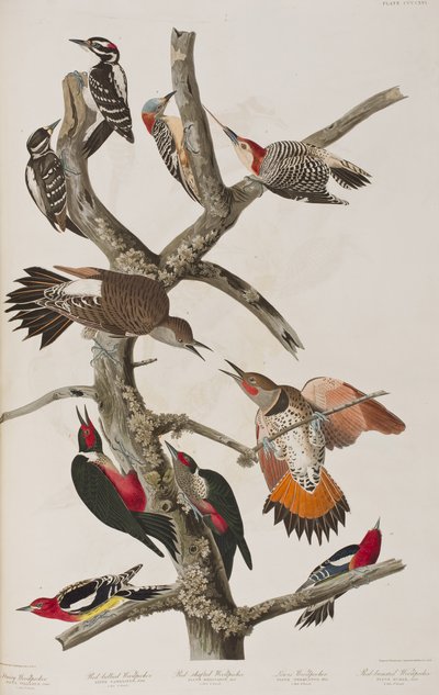 Illustrazione da 