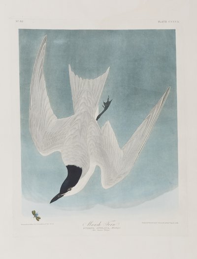 Illustrazione da 
