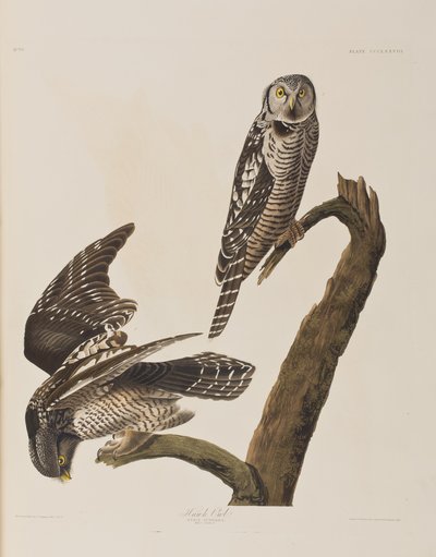 Illustrazione da 