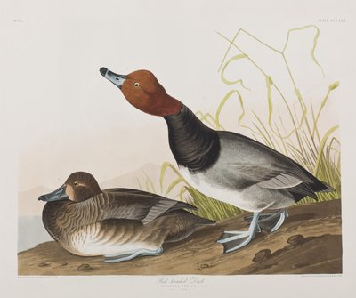 Illustrazione da 