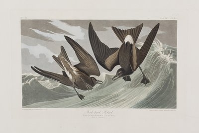 Illustrazione da 