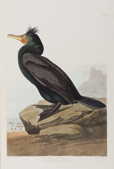 Illustrazione da 