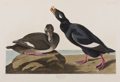 Illustrazione da 