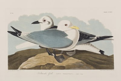 Illustrazione da 
