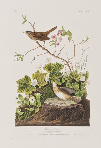 Illustrazione da 
