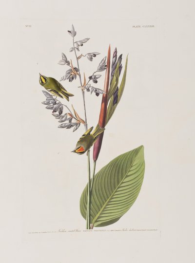 Illustrazione da 