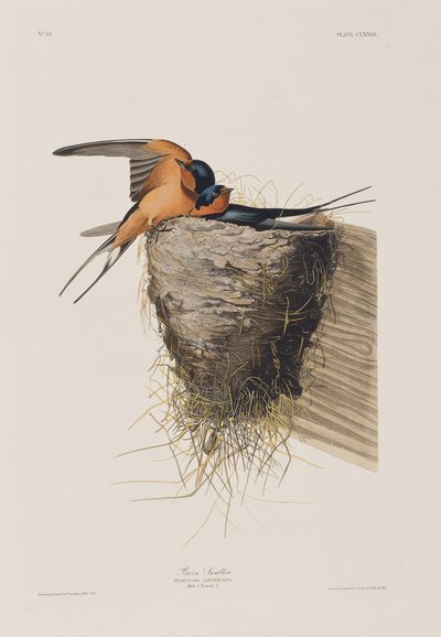 Illustrazione da 