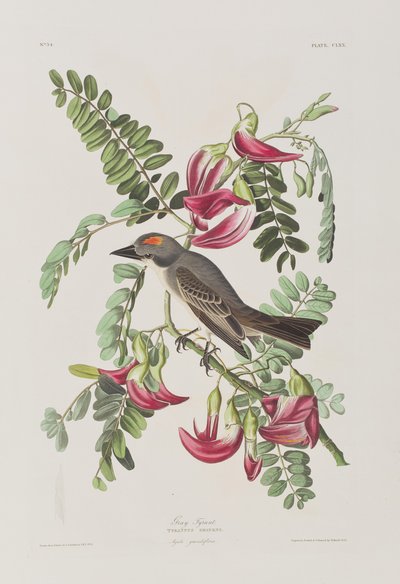 Illustrazione da 
