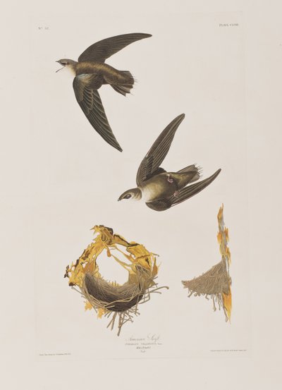 Illustrazione da 
