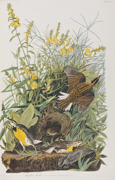 Illustrazione da 