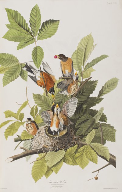 Illustrazione da 