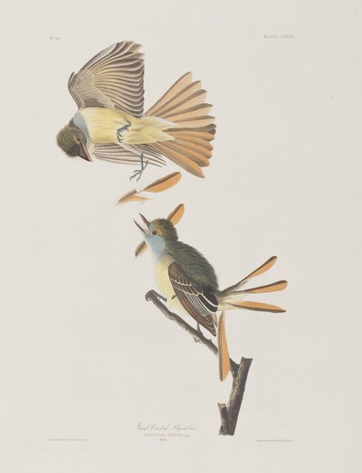Illustrazione da 