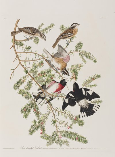 Illustrazione da 
