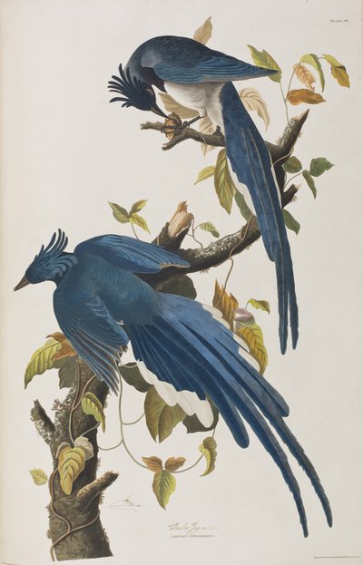 Illustrazione da 