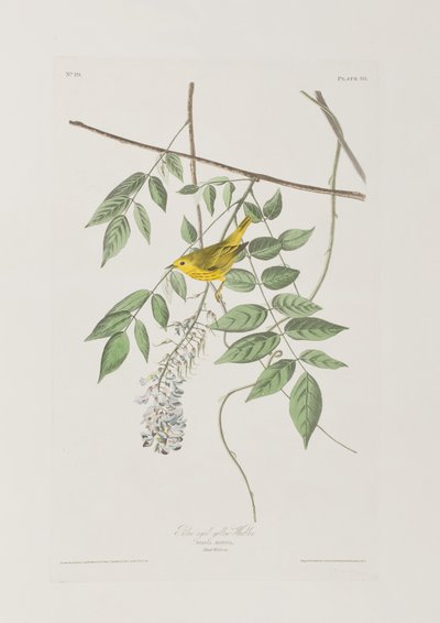 Illustrazione da 