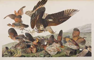 Illustrazione da 