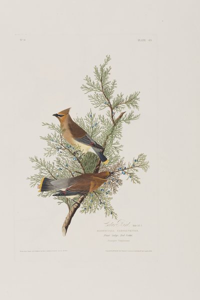 Illustrazione da 