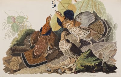 Illustrazione da 