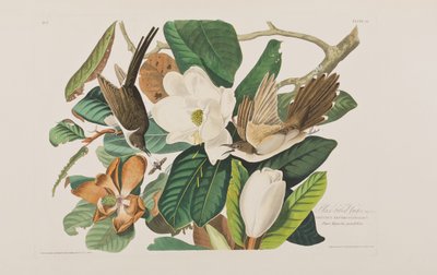 Illustrazione da 