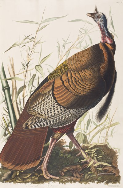 Illustrazione da 