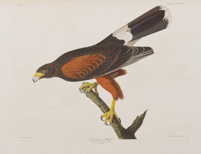 Illustrazione da 