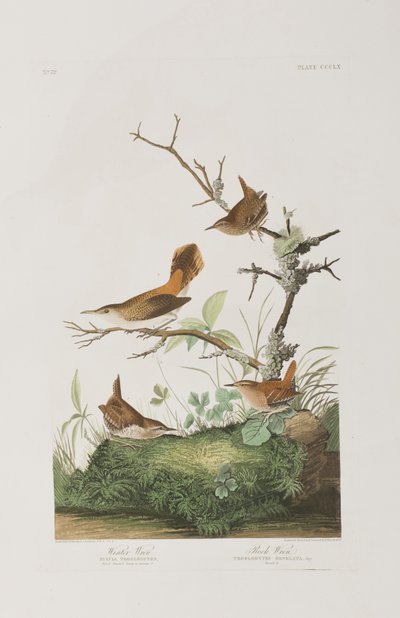 Illustrazione da 