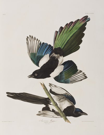 Illustrazione da 