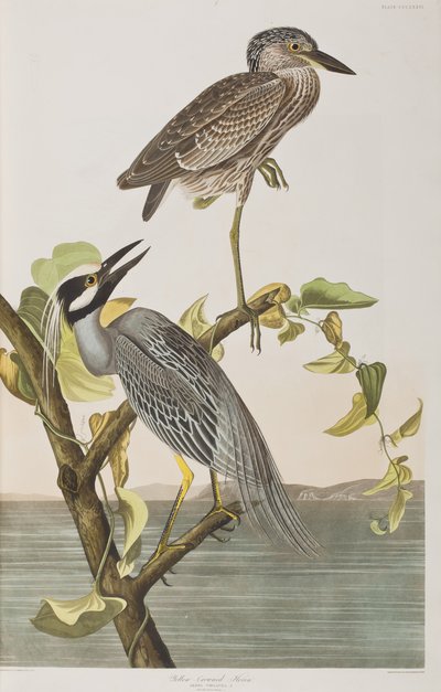 Illustrazione da 