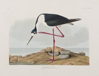 Illustrazione da 