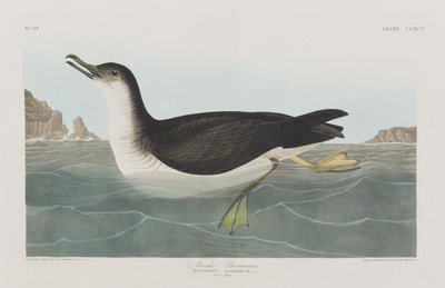 Illustrazione da 