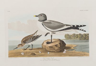 Illustrazione da 
