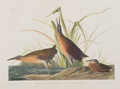 Illustrazione da 