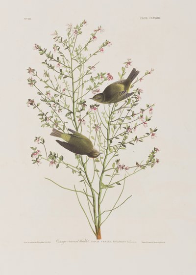 Illustrazione da 