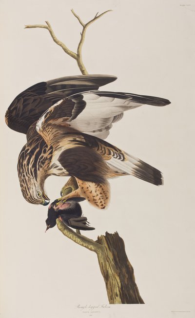 Illustrazione da 