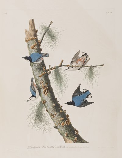 Illustrazione da 