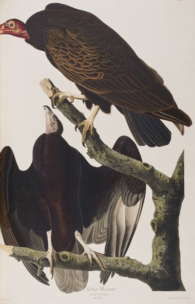 Illustrazione da 