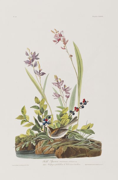 Illustrazione da 