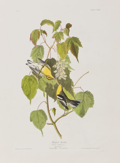Illustrazione da 