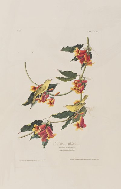 Illustrazione da 