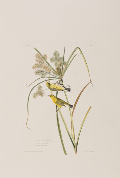 Illustrazione da 