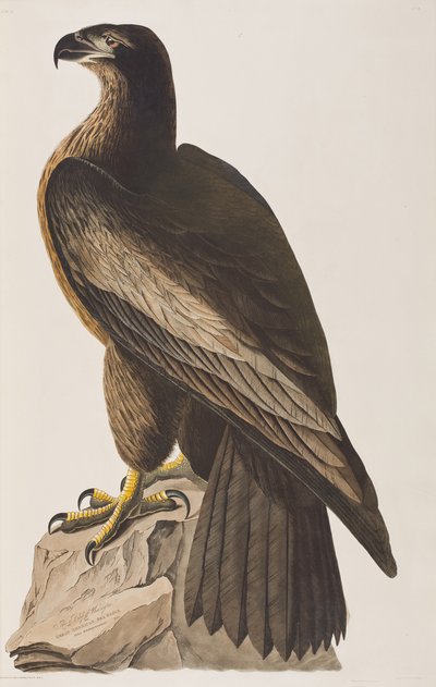 Illustrazione da 