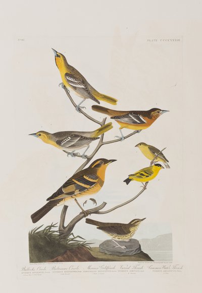 Illustrazione da 